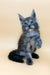 Tiffani | maine coon kitten
