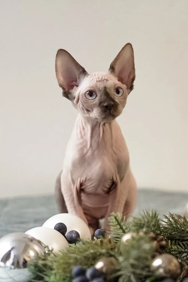 Cute Hairless Sphynx cat Tiffani with Christmas ornaments and pine branches