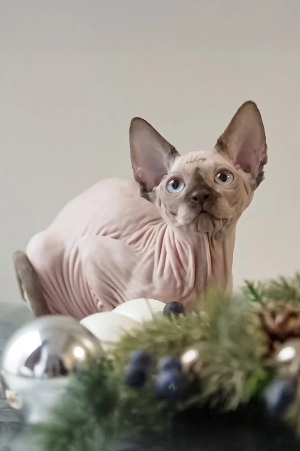 Adorable Hairless Sphynx kitten Tiffani with big ears and cute wrinkled skin
