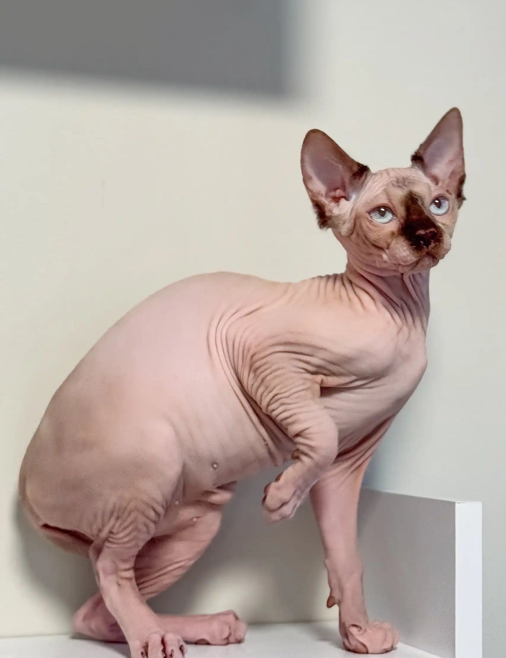 Hairless Sphynx kitten Tiffani with pink skin and big ears, ready for a new home