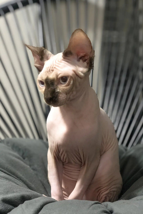 Hairless Sphynx cat Tiffani sitting on soft fabric, perfect for cat lovers