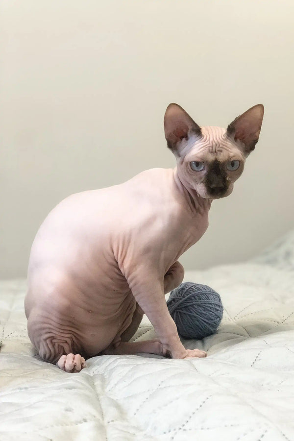 Hairless Sphynx kitten Tiffani playing with a blue yarn ball