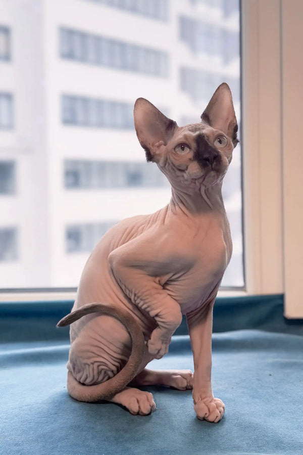 Alert Hairless Sphynx cat sitting pretty for Tiffani | Sphynx Kitten product