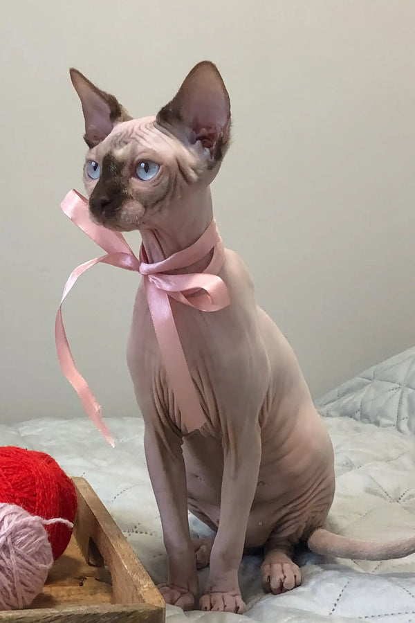 Adorable Hairless Sphynx kitten Tiffani wearing a cute pink ribbon bow