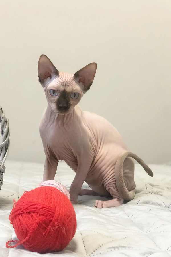 Cute Hairless Sphynx kitten Tiffani playing with a red yarn ball