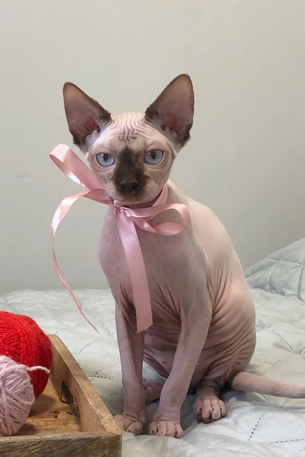 Hairless Sphynx kitten Tiffani in a cute pink bow and cozy beige sweater