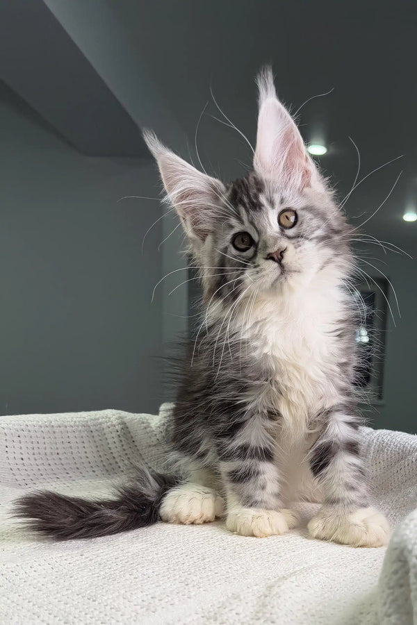 Cute gray and white Maine Coon kitten named Tiffanie showing off her polydactyl paws