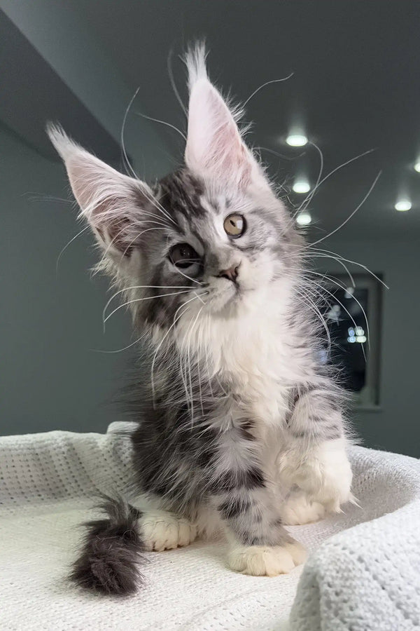 Gray and white Maine Coon kitten named Tiffanie looking cute and playful