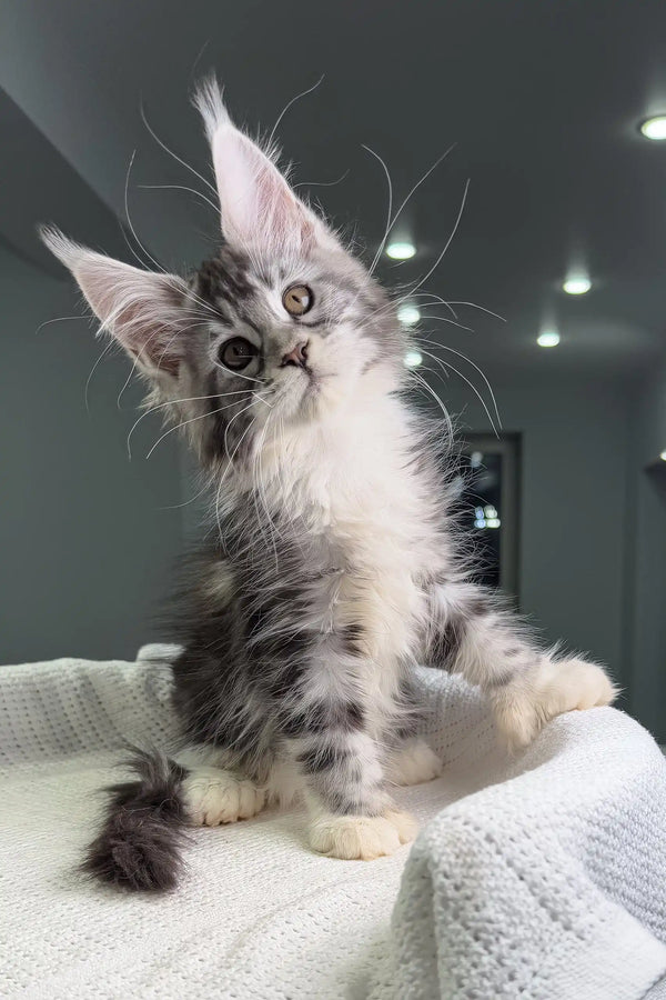 Gray and white Maine Coon kitten named Tiffanie with polydactyl paws