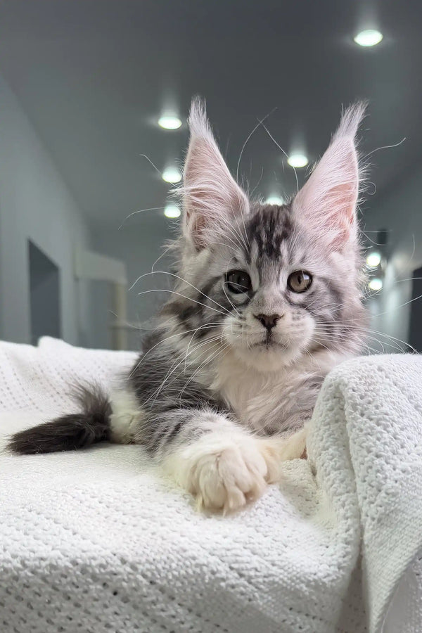Silver tabby Maine Coon kitten Tiffanie with polydactyl paws ready for a new home