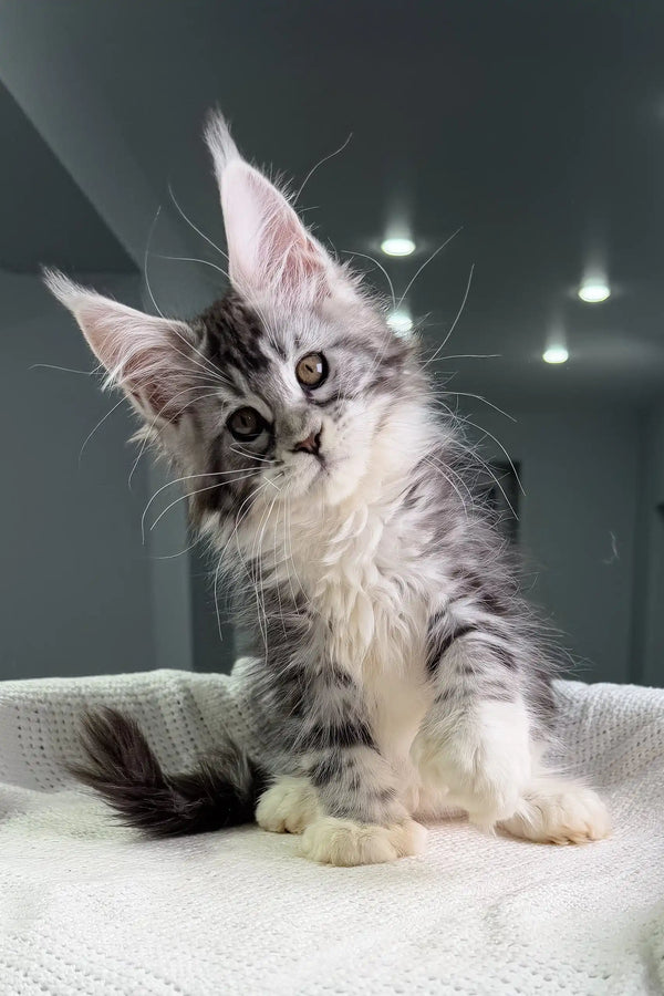 Cute Silver Tabby Maine Coon Kitten Tiffanie with Polydactyl paws ready for a new home