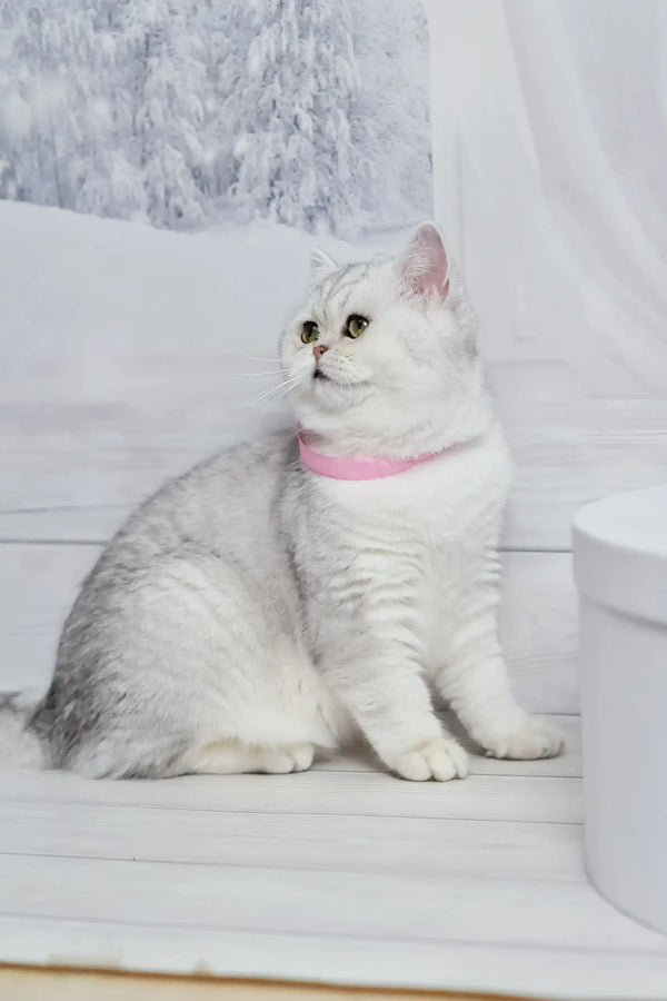 Cute Silver Cat with Pink Collar from Tiffany, a British Shorthair Kitten