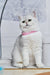 Silver tabby kitten with pink collar named Tiffany, a charming British Shorthair