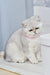 Silver tabby British Shorthair kitten Tiffany wearing a cute pink collar