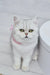 Cute Silver Tabby Cat in a Pink Collar from the Tiffany British Shorthair Kitten line