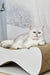 Silver tabby cat lounging on a cardboard scratcher for Tiffany the British Shorthair Kitten