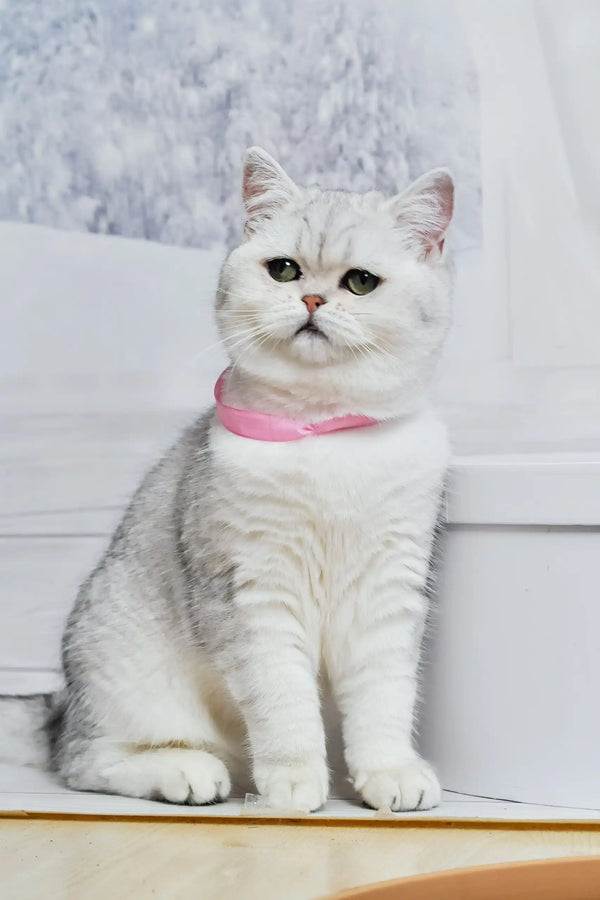 Silver tabby cat with pink collar in the Tiffany British Shorthair Kitten product