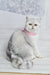 Silver tabby British Shorthair kitten Tiffany wearing a cute pink collar