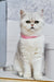 Silver tabby British Shorthair kitten Tiffany wearing a cute pink collar