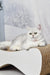 Adorable silver and white British Shorthair kitten named Tiffany