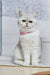 Cute White Cat with Pink Collar from Tiffany British Shorthair Kitten Product