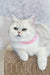 Cute white British Shorthair kitten named Tiffany with a pink collar