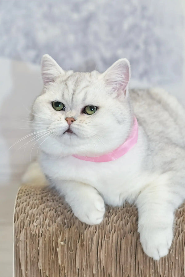 Tiffany the Adorable British Shorthair Kitten