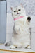 White British Shorthair kitten named Tiffany wearing a cute pink collar