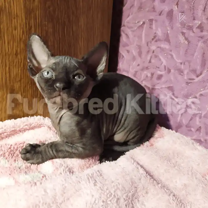 Sphynx Cats and Kittens for Sale Tiffany | Female Kitten