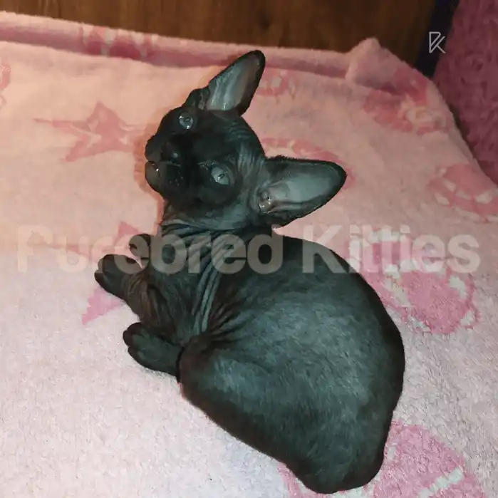 Sphynx Cats and Kittens for Sale Tiffany | Female Kitten