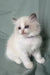 Tiffany | ragdoll kitten