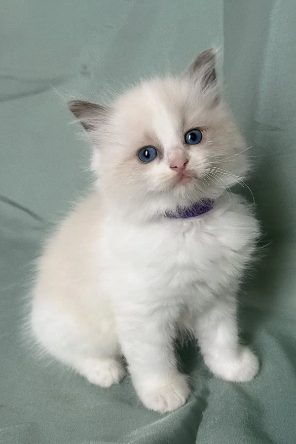 Tiffany | ragdoll kitten