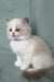 Tiffany | ragdoll kitten