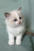 Tiffany | ragdoll kitten