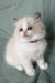 Tiffany | ragdoll kitten