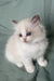 Tiffany | ragdoll kitten