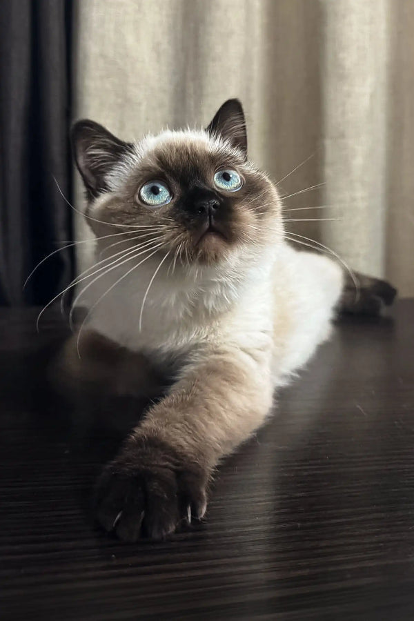 Siamese cat with blue eyes and cream fur featured in Tiffany Scottish Straight Kitten