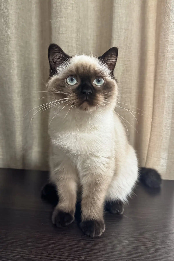 Siamese cat with blue eyes and dark points showcasing Tiffany Scottish Straight Kitten