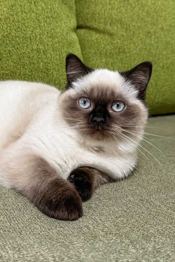 Siamese cat with blue eyes and dark points lounging on fabric with Tiffany kitten