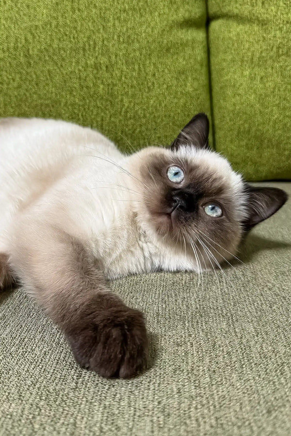 Siamese cat with blue eyes chillin’ on its side, featured in Tiffany Scottish Straight Kitten