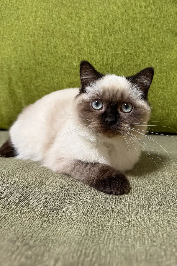 Siamese cat with blue eyes and dark points lounging on fabric for Tiffany Scottish Straight Kitten