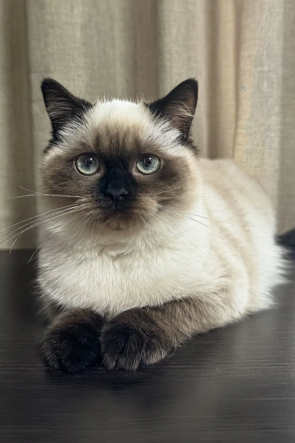 Siamese cat with blue eyes and dark points on face, featured in Tiffany Scottish Straight Kitten