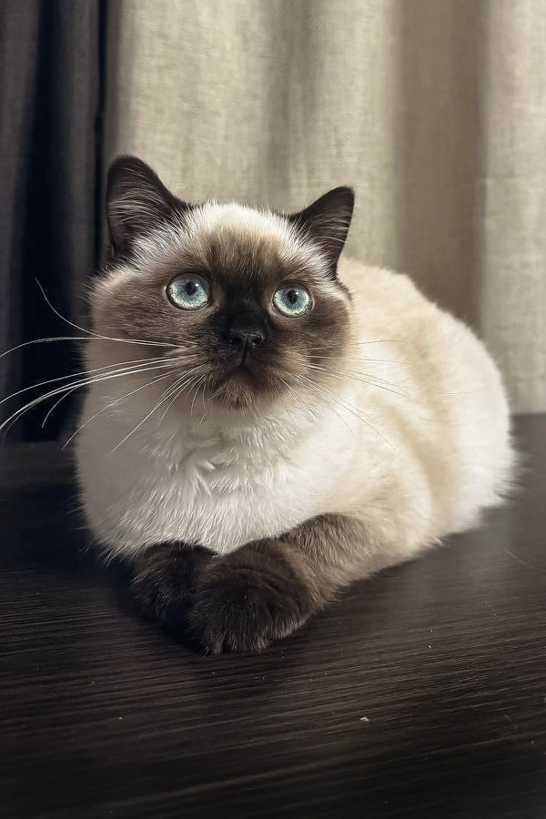 Siamese cat with blue eyes and dark points lounging regally on Tiffany kitten product
