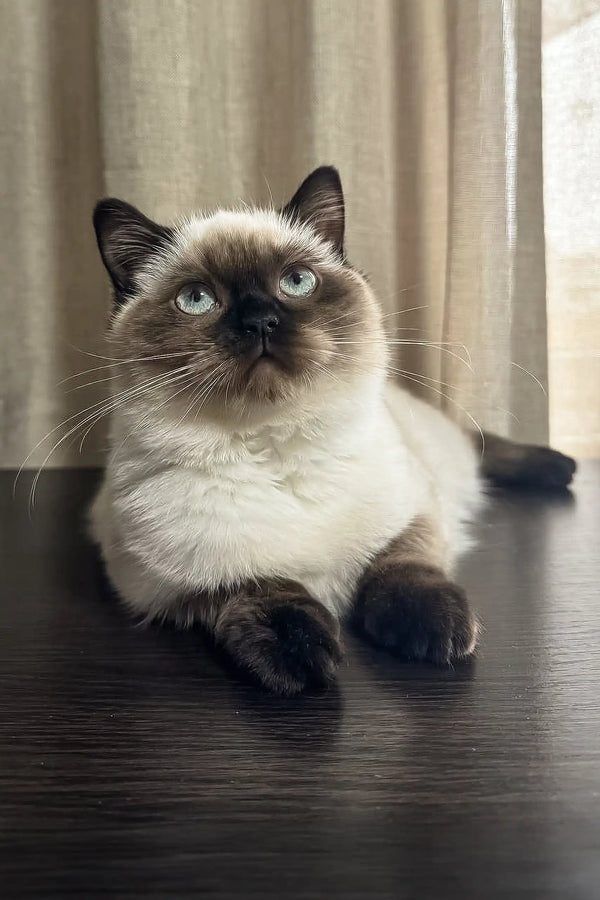 Siamese cat with blue eyes and dark points lounging on its side, perfect for Tiffany