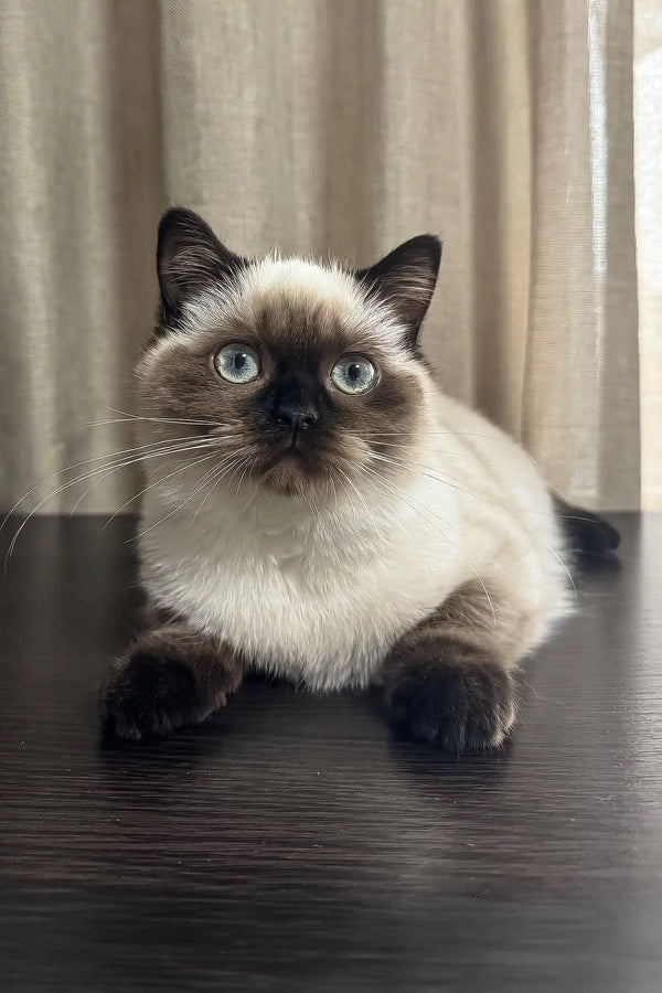 Siamese cat with dark points and bright blue eyes lounging beside Tiffany kitten