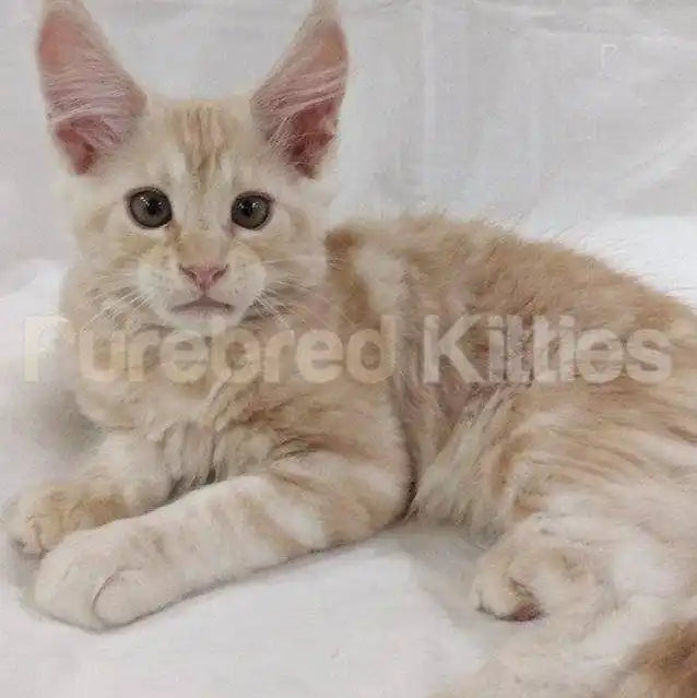 Maine Coon Kittens for Sale Tiger | Kitten