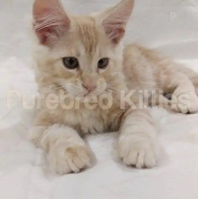Maine Coon Kittens for Sale Tiger | Kitten