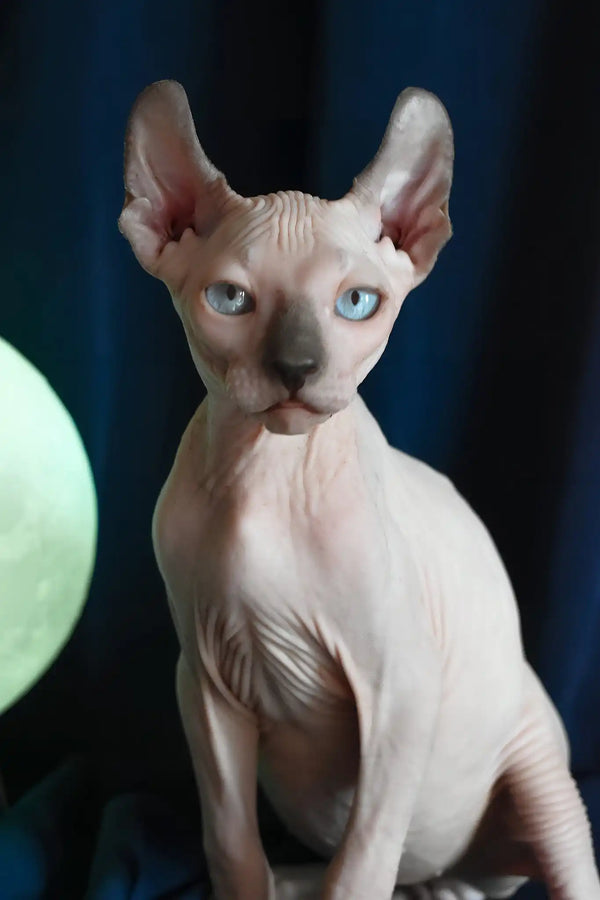 Tihon | elf sphynx kitten