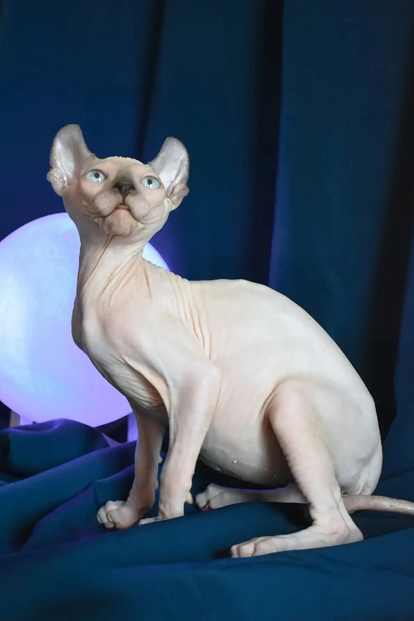 Tihon | elf sphynx kitten