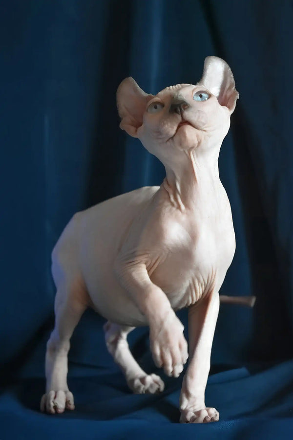 Tihon | elf sphynx kitten